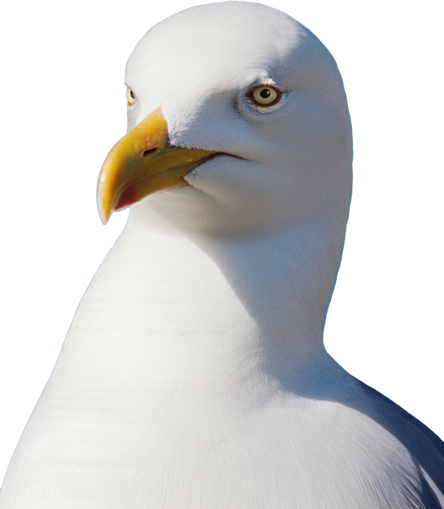 gaviota